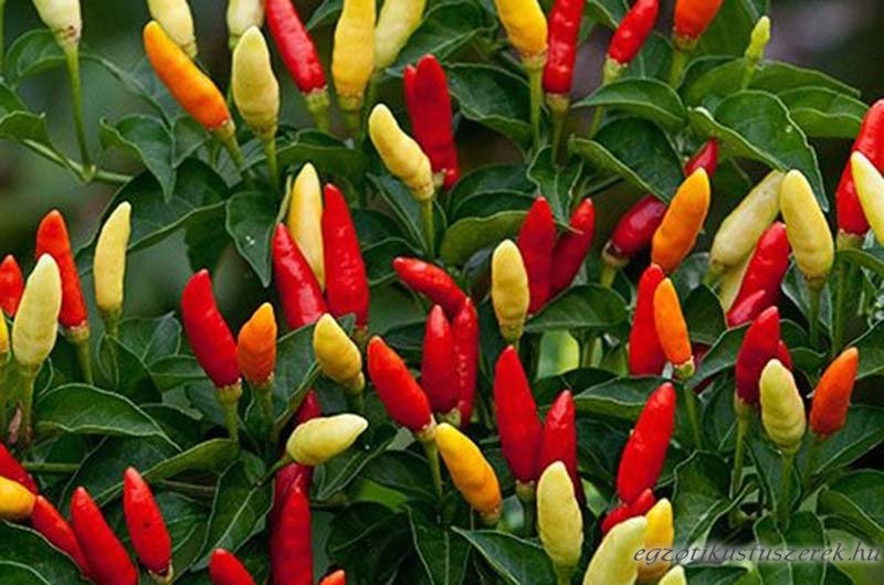 Tabasco Chili