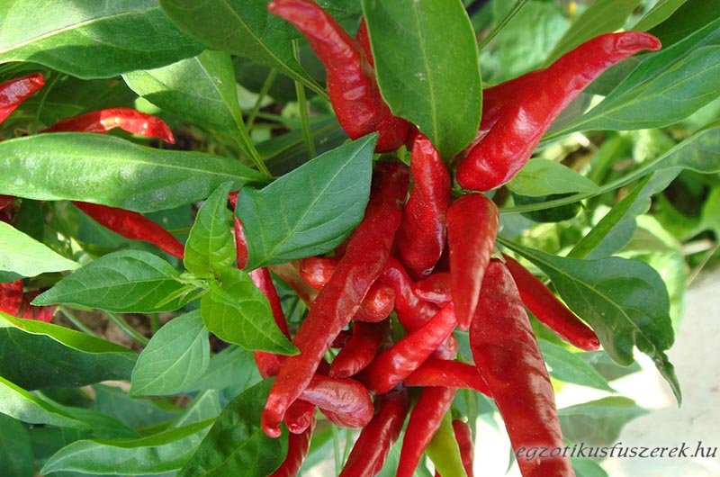 Thai Dragon Chili