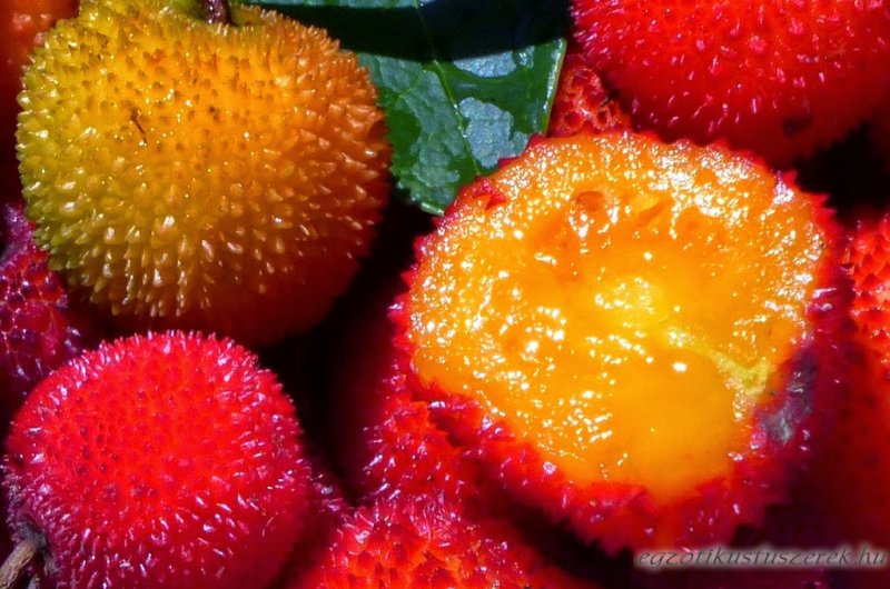 Arbutus - Szamócafa gyümölcs